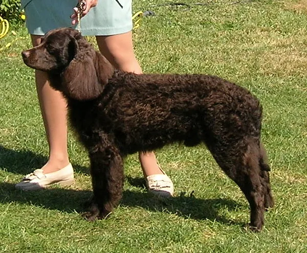 A American Water Spaniel