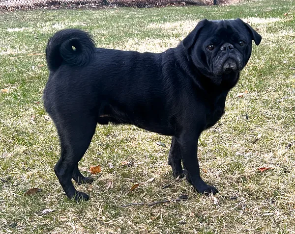 A Pug