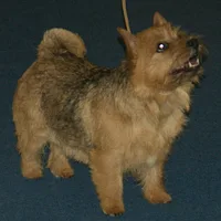 Norwich Terrier, picture 4 of 10