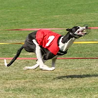 Whippet, picture 6 of 8