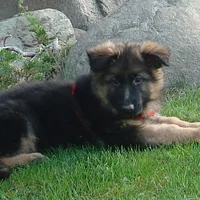 German Shepherd Dog, picture 7 of 10