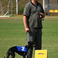 Whippet, picture 8 of 8