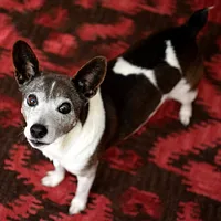 Rat Terrier, picture 5 of 10