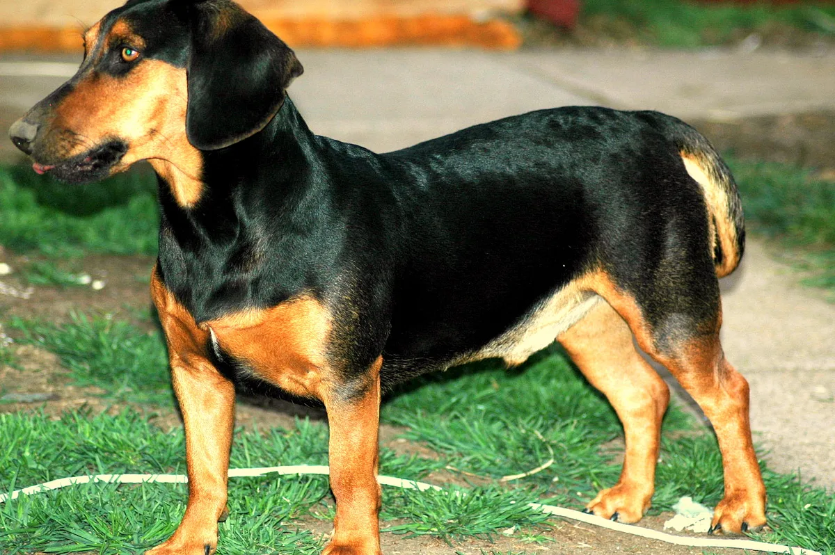 Slovensky Kopov dog, photographed by Kopovhound