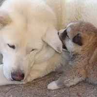 Japanese Akitainu, picture 7 of 7