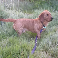 A Basset Fauve de Bretagne dog