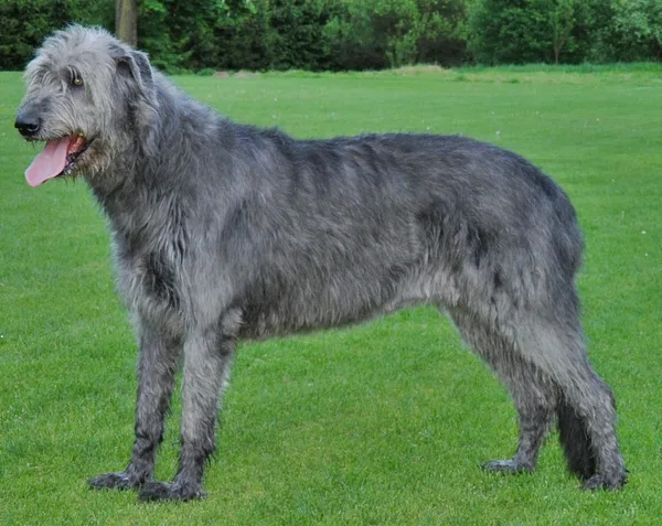 A Irish Wolfhound