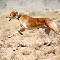 Saluki, picture 4 of 9