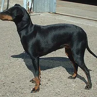 Manchester Terrier (Standard), picture 1 of 10