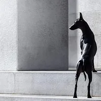 Xoloitzcuintli