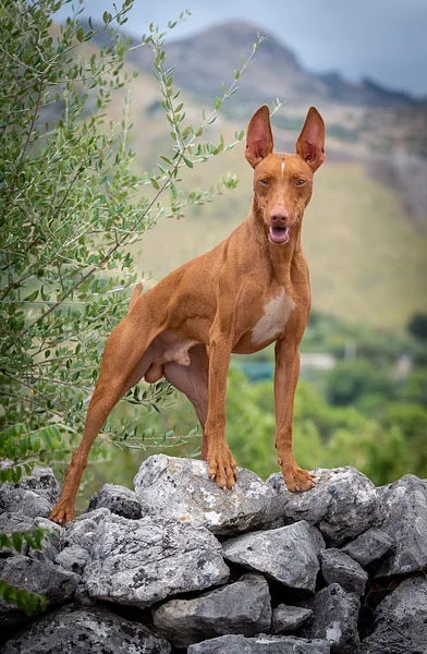 A Cirneco dell'Etna