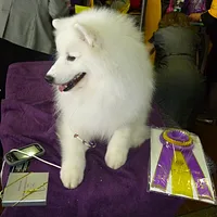 American Eskimo Dog