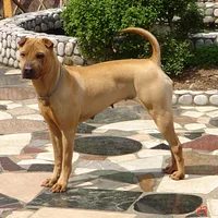Chinese Shar-Pei, picture 8 of 10