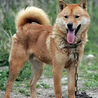 Jindo, picture 1 of 8
