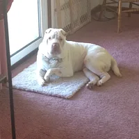Chinese Shar-Pei, picture 7 of 10