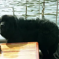 Newfoundland, picture 5 of 6