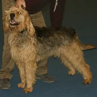 Otterhound, picture 5 of 8