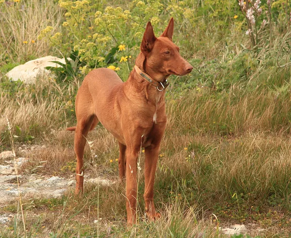 A Pharaoh Hound