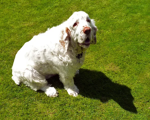 A Clumber Spaniel