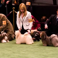 Havanese