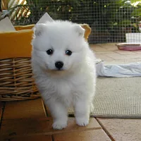 Japanese Spitz, picture 9 of 9