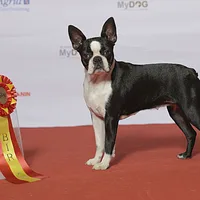 Boston Terrier
