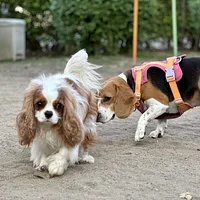 Cavalier King Charles Spaniel