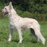 A Bouvier des Flandres dog