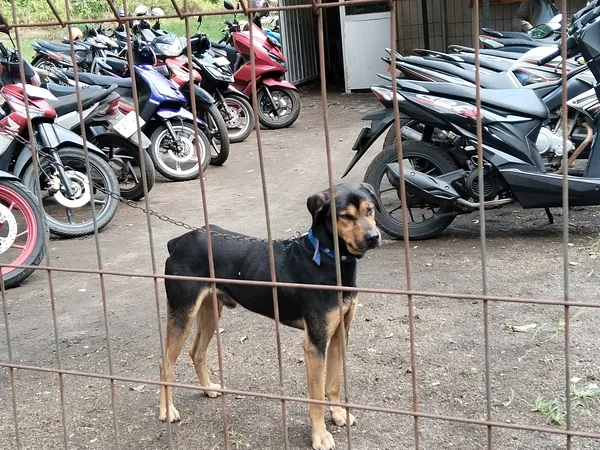 Black and Tan Coonhound