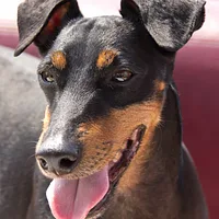Manchester Terrier (Standard)