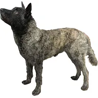 Dutch Shepherd