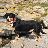A Entlebucher Mountain Dog dog
