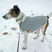 Smooth Fox Terrier, picture 8 of 9