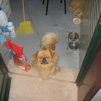 Tibetan Spaniel