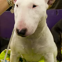 Miniature Bull Terrier