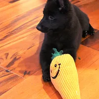 Schipperke, picture 7 of 8