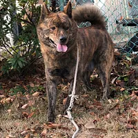 A Kai Ken dog