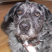 Otterhound