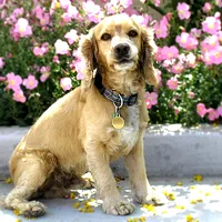 English Cocker Spaniel