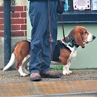 Basset Hound
