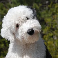 Old English Sheepdog, picture 2 of 9