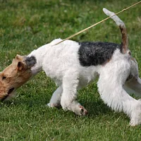 Wire Fox Terrier, picture 7 of 8