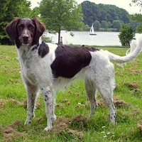Small Munsterlander, picture 1 of 9