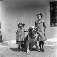 Saint Bernard, picture 8 of 9