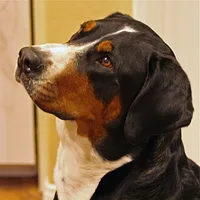 Greater Swiss Mountain Dog