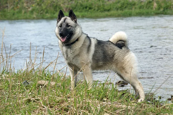 A Norwegian Elkhound