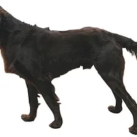 German Longhaired Pointer