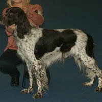 French Spaniel, picture 7 of 9
