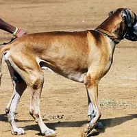 Great Dane