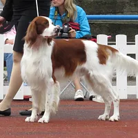 Irish Red and White Setter, picture 7 of 10